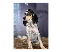 10 weeks old Bluetick Coonhound puppies for sale - 5