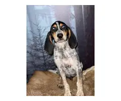 10 weeks old Bluetick Coonhound puppies for sale - 6