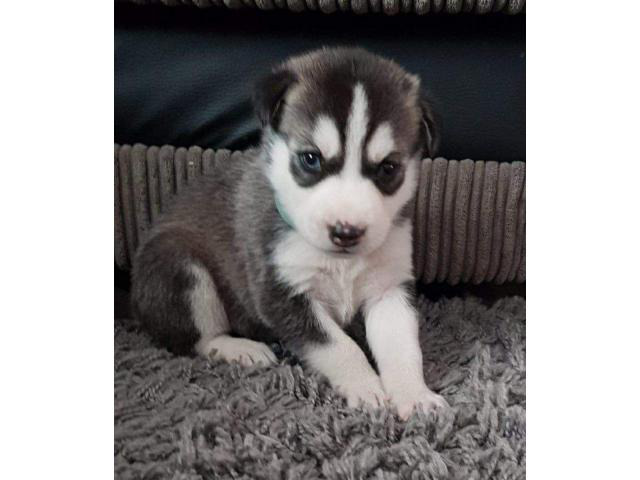 Cute Males and Females Siberian husky in Ashby, Minnesota