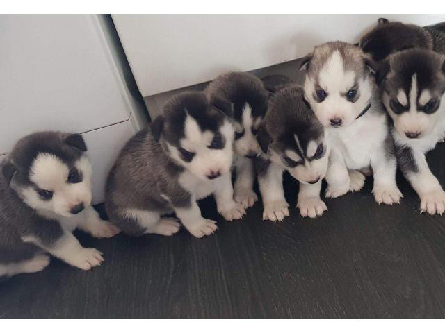 Cute Males and Females Siberian husky in Ashby, Minnesota
