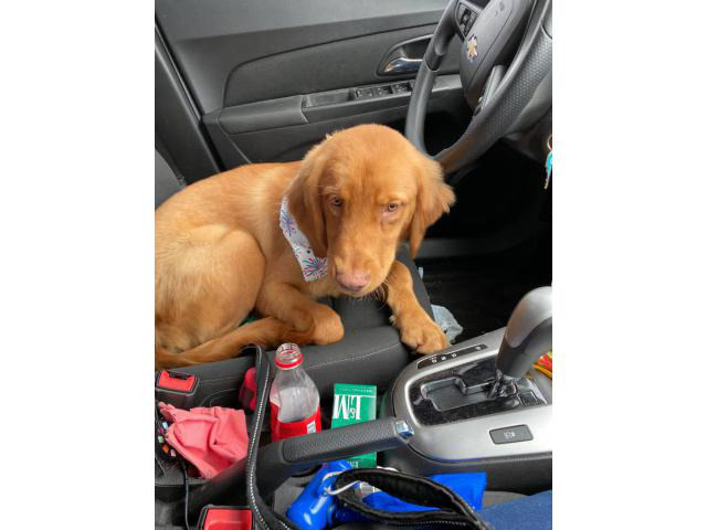 Beautiful red golden retriever puppy for rehoming in Miami ...