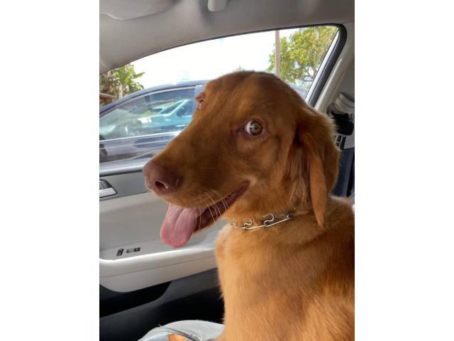 Beautiful red golden retriever puppy for rehoming in Miami