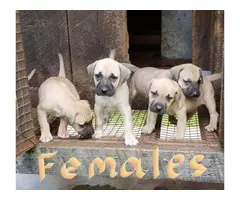 5 males and 4 females NKC reg black mouth cur puppies