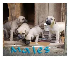 5 males and 4 females NKC reg black mouth cur puppies