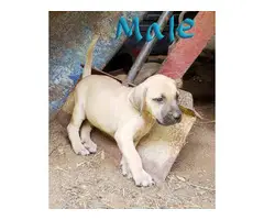 5 males and 4 females NKC reg black mouth cur puppies