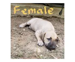 5 males and 4 females NKC reg black mouth cur puppies