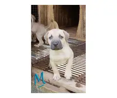 5 males and 4 females NKC reg black mouth cur puppies