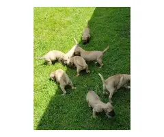 5 males and 4 females NKC reg black mouth cur puppies