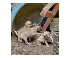 5 males and 4 females NKC reg black mouth cur puppies