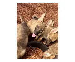 Two males and four females left AKC German Shepherd puppies - 4