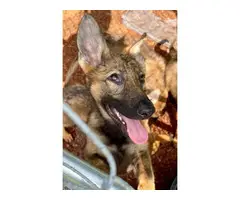 Two males and four females left AKC German Shepherd puppies - 5