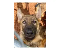 Two males and four females left AKC German Shepherd puppies - 6