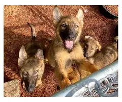Two males and four females left AKC German Shepherd puppies - 8