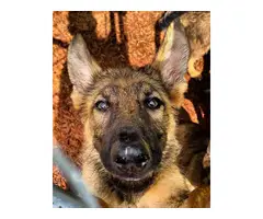 Two males and four females left AKC German Shepherd puppies - 9