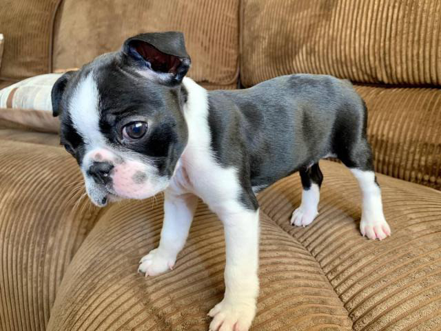 2 Boston terrier puppies for adoption in San Diego ...