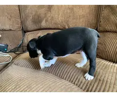 2  Boston terrier puppies for adoption - 3