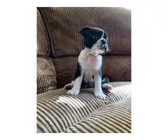 2  Boston terrier puppies for adoption - 4
