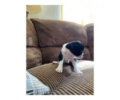 2  Boston terrier puppies for adoption - 5