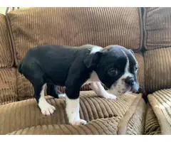 2  Boston terrier puppies for adoption - 6