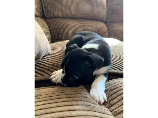 2 Boston terrier puppies for adoption in San Diego, California - Puppies for Sale Near Me