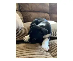 2  Boston terrier puppies for adoption - 7
