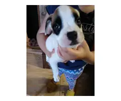 Two 7 weeks old boxer puppies needing a loving homes