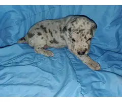 Great Dane pet puppies available - 1