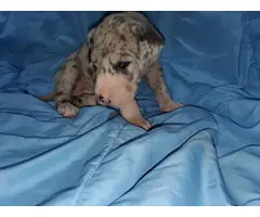 Great Dane pet puppies available - 2