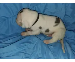 Great Dane pet puppies available - 3