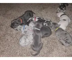 Great Dane pet puppies available - 4