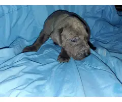 Great Dane pet puppies available - 5