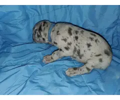 Great Dane pet puppies available - 6
