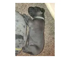 Great Dane pet puppies available - 7