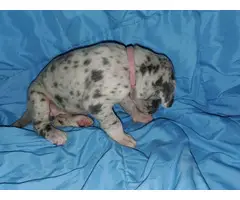 Great Dane pet puppies available - 8