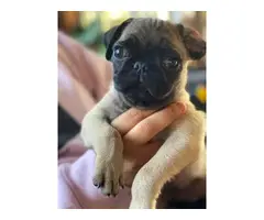 2 pugs puppies for sale - 2