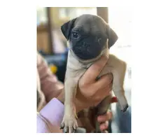 2 pugs puppies for sale - 3