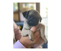 2 pugs puppies for sale - 4