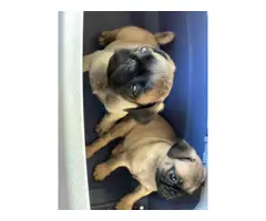 2 pugs puppies for sale - 5