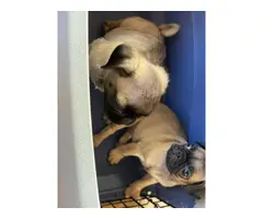 2 pugs puppies for sale - 6