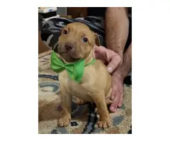 5 pit bull red nose puppies left - 3