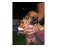 Fawn and White Boxer Puppies for Sale