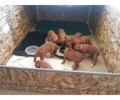 Fawn and White Boxer Puppies for Sale - 2