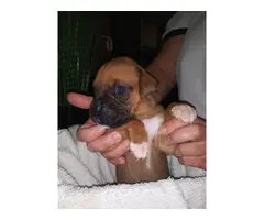 Fawn and White Boxer Puppies for Sale - 4