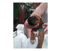 Fawn and White Boxer Puppies for Sale - 6