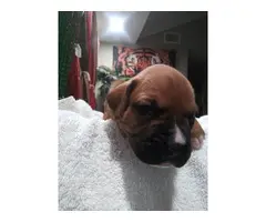 Fawn and White Boxer Puppies for Sale - 11