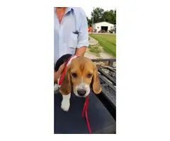 3 purebred boy beagle puppies to be rehomed