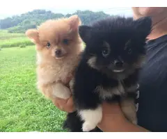 Pomeranian puppies 1 boy and 1 girl
