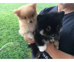 Pomeranian puppies 1 boy and 1 girl - 2