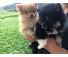 Pomeranian puppies 1 boy and 1 girl - 3