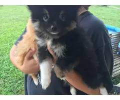 Pomeranian puppies 1 boy and 1 girl - 4